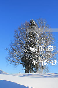京东白条逾期可以用信用卡还吗(京东白条能不能还信用卡)