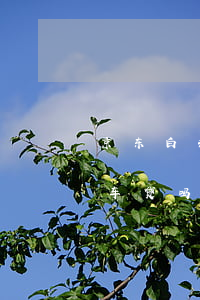 京东白条逾期可以贷款吗（京东白条逾期还能车贷吗）