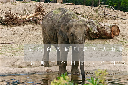 京东白条逾期后可以重新分期还吗(京东白条逾期三个月可以分期还吗)