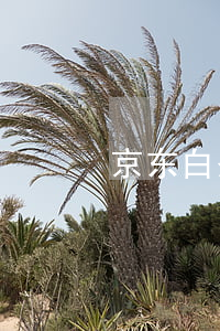 京东白条逾期后无资格(京东白条有逾期的吗)