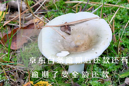 京东白条逾期后还款还有额度么-京东白条逾期了要全额还款