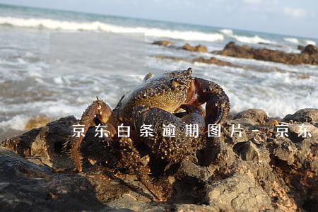 京东白条逾期图片-京东白条逾期结果