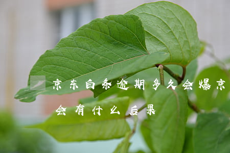 京东白条逾期多久会爆(京东白条逾期几天了会有什么后果)