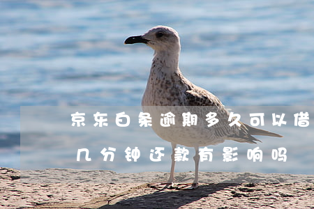 京东白条逾期多久可以借款-京东白条逾期几分钟还款有影响吗