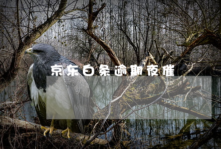京东白条逾期夜催