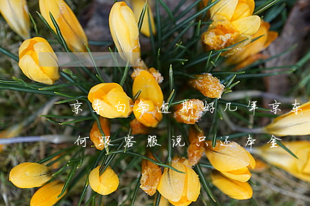 京东白条逾期好几年 京东白条逾期好几年如何跟客服说只还本金