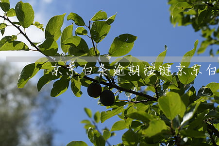 京东白条逾期按键(京东白条强制提醒)