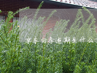 京东白条逾期是什么(京东白条逾期了严重吗)