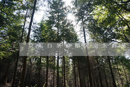 京东白条逾期欠(京东白条逾期欠款多少会上征信)