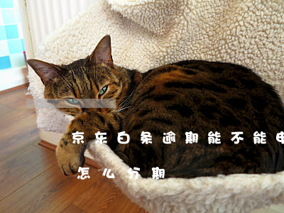 京东白条逾期能不能申请分期(京东白条逾期怎么分期)