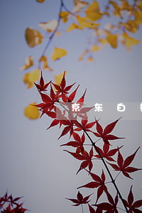 京东白条逾期被锁定了(京东白条逾期解锁)