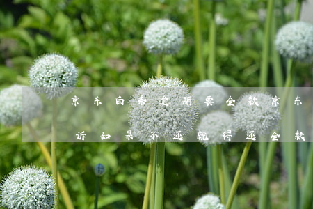 京东白条逾期要全款(京东白条逾期十多天告诉如果不还就得还全款)