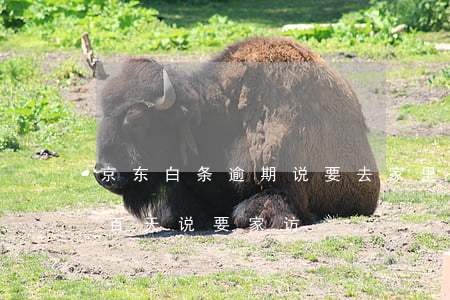 京东白条逾期说要去家里要（京东白条逾期一百天说要家访）