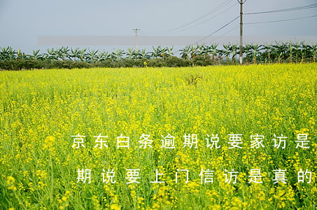 京东白条逾期说要家访是真的么(京东白条逾期说要上门信访是真的吗?)