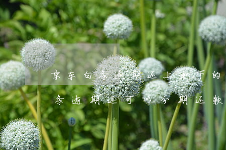 京东白条逾期还上剩下的能分期吗-京东白条逾期还可以分期还款嘛