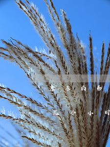 京东白条逾期还上多久能用-京东白条逾期几个小时还能用吗