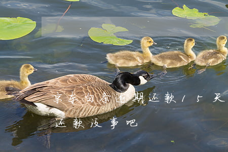 京东白条逾期还款15天(京东白条逾期六天还款没事吧)