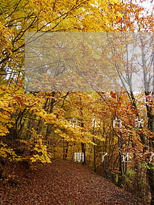 京东白条逾期还款后让必须结清(京东白条逾期了还了逾期部分其他的要一次还清吗)
