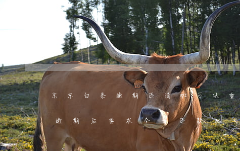 京东白条逾期还清啦可以重开吗-京东白条逾期后要求全部还款,把当前逾期还了可以么