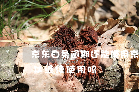 京东白条逾期还能使用(京东白条逾期后还可以继续使用吗?)