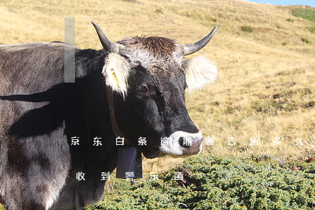 京东白条逾期通告函多久一张 京东白条逾期收到警示函
