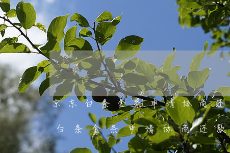京东白条金条申请协商还款的成功率-京东白条金条申请协商还款的成功率高吗