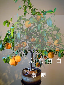 京东白白条逾期3个月(京东白条逾期三天没事吧)