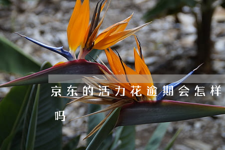 京东的活力花逾期会怎样(京东活力花还能用吗)