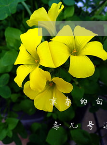 京东的白条几号还款会怎样使用-京东的白条几号还款会怎样使用呢
