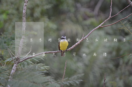 京东网贷逾期怎么延期 京东逾期三天已还款要多久才可以再借