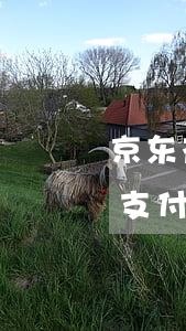 京东花呗逾期了会怎样(京东金融逾期会影响支付宝花呗使用吗)