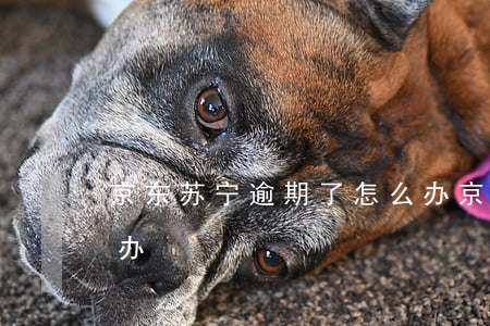 京东苏宁逾期了怎么办（京东苏宁逾期了怎么办）