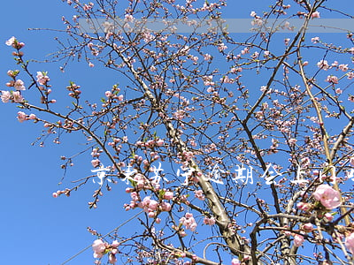 京东苏宁逾期会上门吗