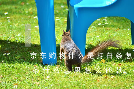 京东购物什么是打白条怎么还款-京东打白条什么意思怎么还款