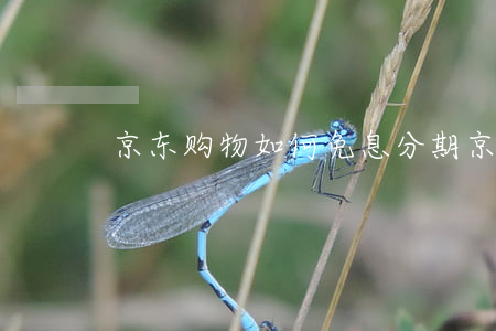 京东购物如何免息分期 京东怎样免息分期