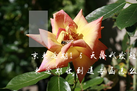 京东逾期15天给我发短信下发相关函件（京东逾期收到通告函怎么处理）