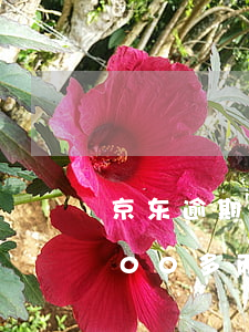 京东逾期一个月会起诉我吗(京东上逾期5000多两个月会不会被起诉)