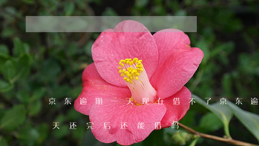 京东逾期一天现在借不了(京东逾期过一次一天 还完后还能借吗)