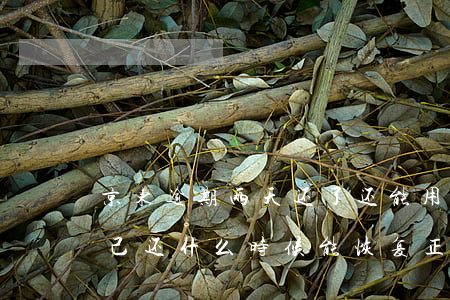京东逾期两天还了还能用吗(京东逾期10天,己还,什么时候能恢复正常使用)