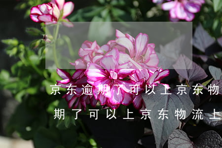 京东逾期了可以上京东物流上班吗-京东逾期了可以上京东物流上班吗知乎