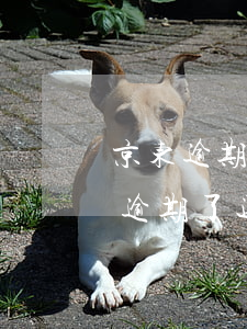 京东逾期了能在京东商城买东西吗 京东金融逾期了还可以在京东上买东西吗