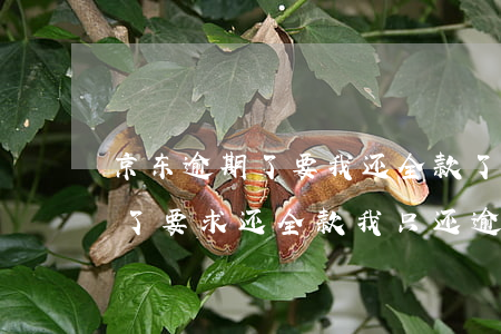京东逾期了要我还全款了怎么办-京东逾期了要求还全款,我只还逾期的可以吗