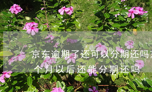 京东逾期了还可以分期还吗(京东白天逾期一个月以后还能分期还吗?)