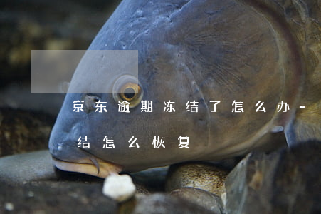 京东逾期冻结了怎么办-京东白条逾期被冻结怎么恢复