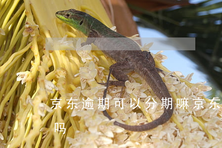 京东逾期可以分期嘛 京东分期过后还能分期吗