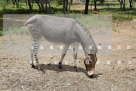 京东逾期后会改最低还款吗(京东逾期几天还不上全款可以还最低么)