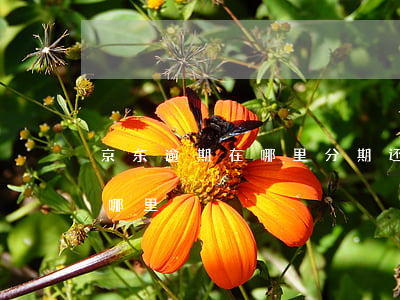 京东逾期在哪里分期还款(京东的分期还款在哪里)