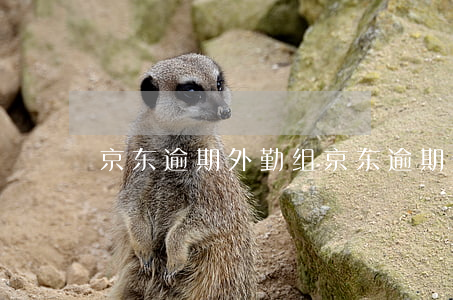 京东逾期外勤组(京东逾期外勤组)