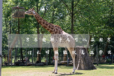 京东逾期多久可以在用 京东逾期10天,己还,什么时候能恢复正常使用