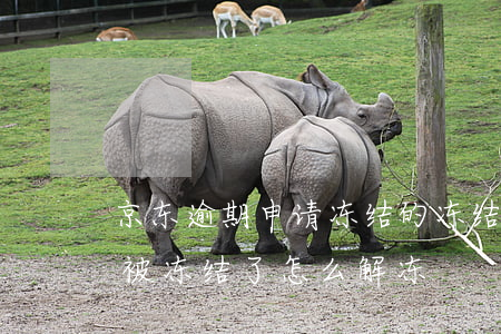 京东逾期申请冻结的冻结哪些(京东白条逾期被冻结了怎么解冻)